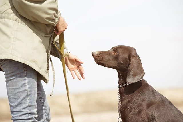 How Do I Know If My Dog Needs Obedience Training?