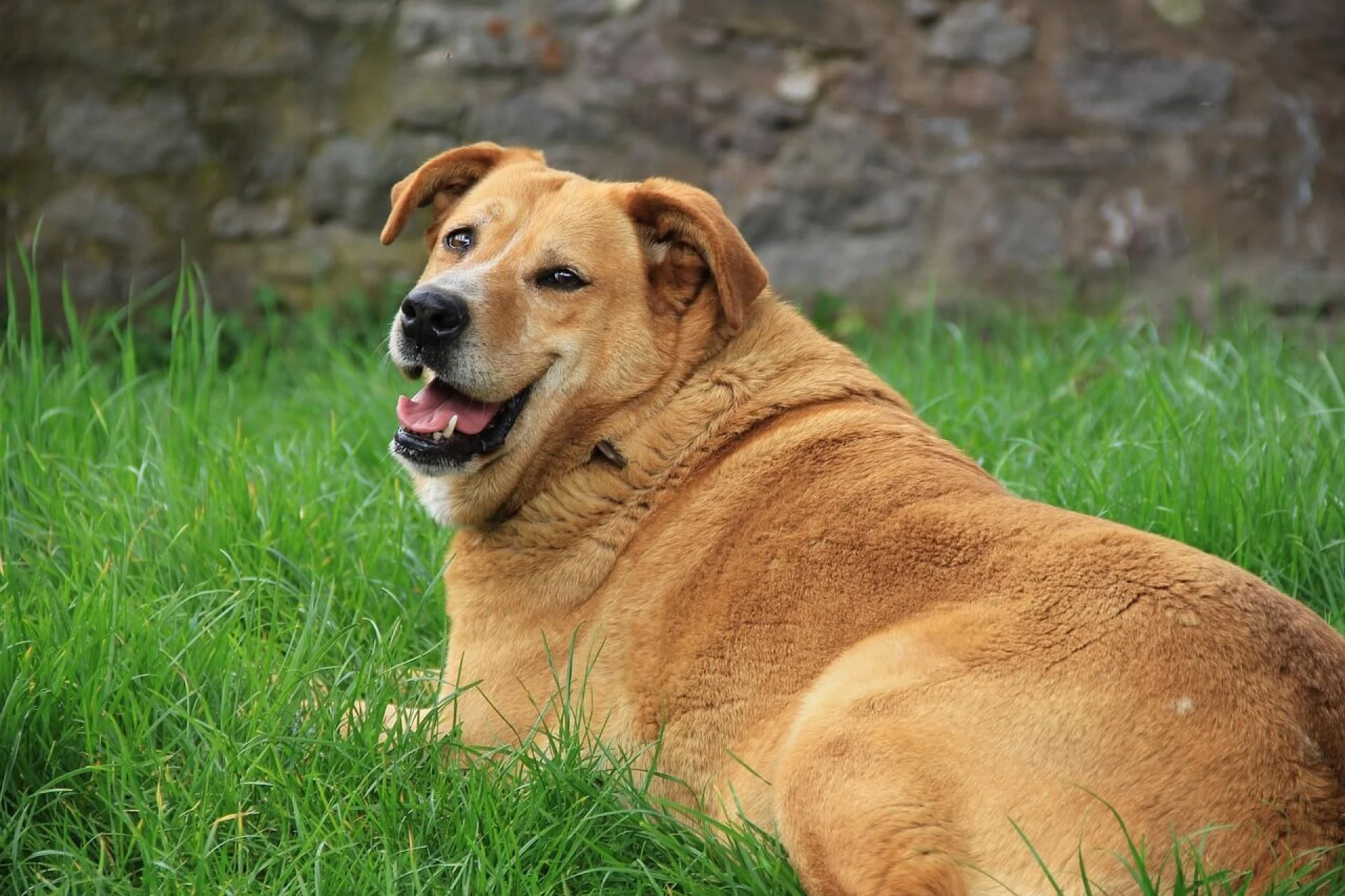 How Do I Tell If My Dog Is Overweight?