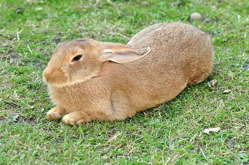 What Causes Obesity In Pet Rabbits?