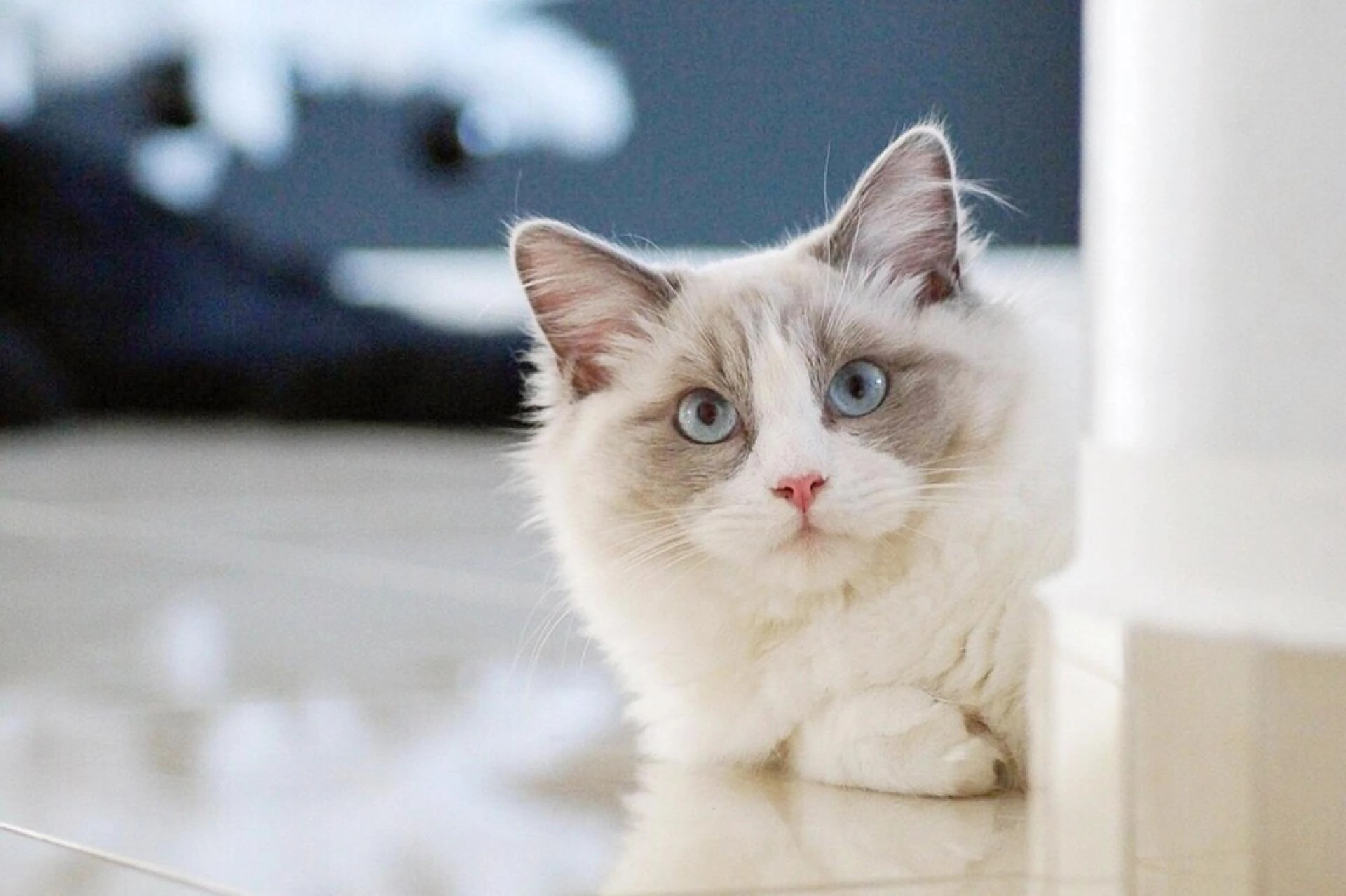 Ragdoll Cats: What Makes Them So Adorable?