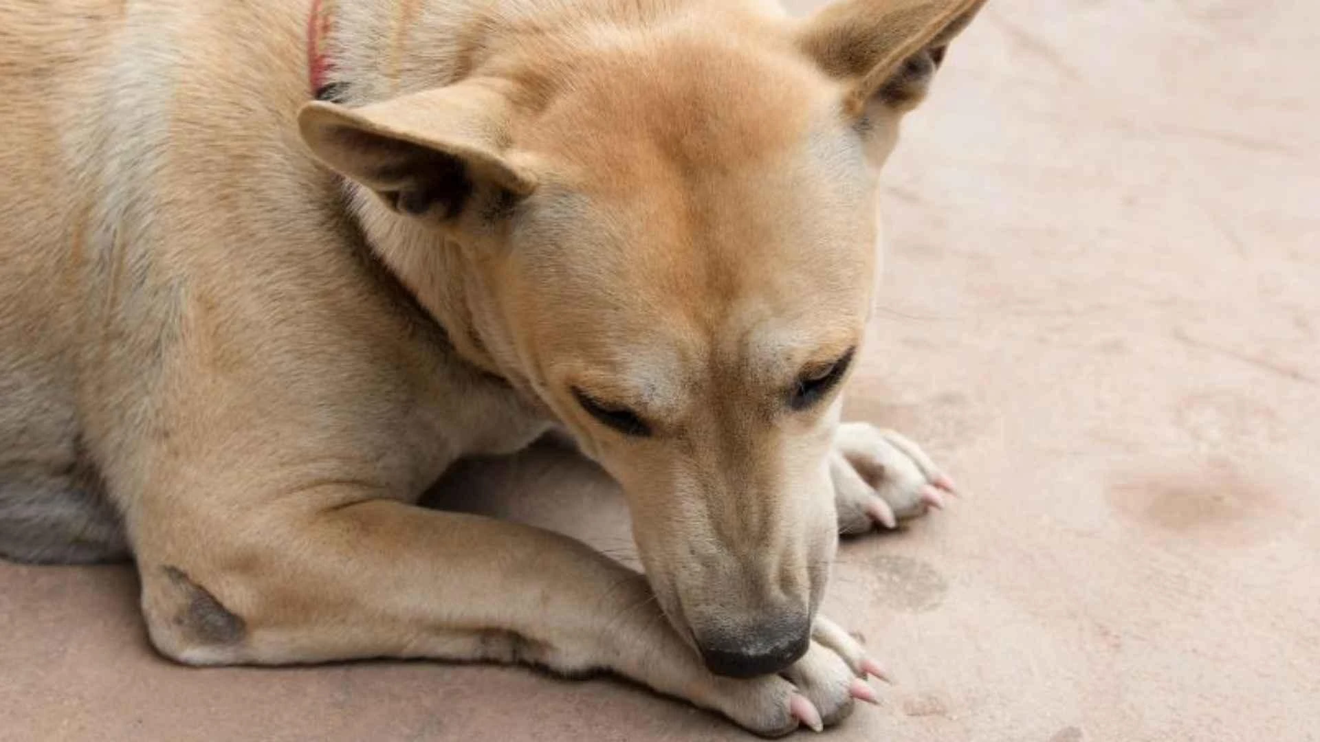 Why Is My Dog Licking His Paws So Much?