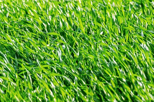 Wheatgrass Products Market Report Outlook Cover New Business Strategy with Upcoming Opportunity 2032