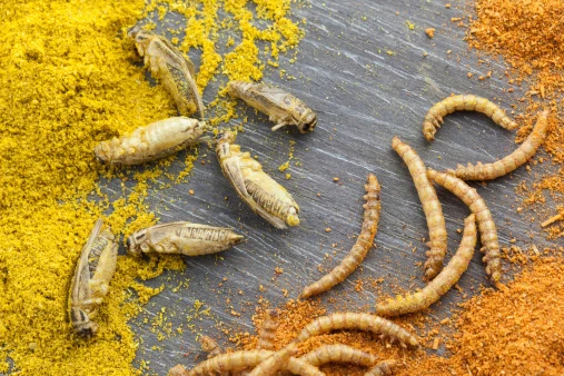 Insect Protein Market (impact of COVID – 19) Growth, Overview with Detailed Analysis 2027