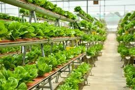 Global Indoor Farming Market size, share, analysis, trends, growth, and forecast to 2027
