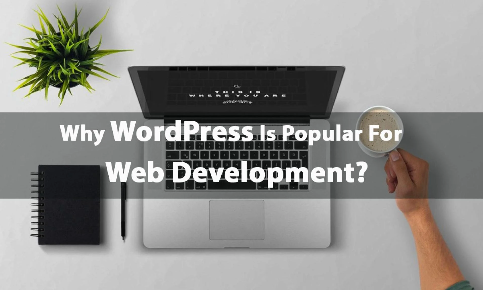 Why WordPress Is Popular For Web Development?