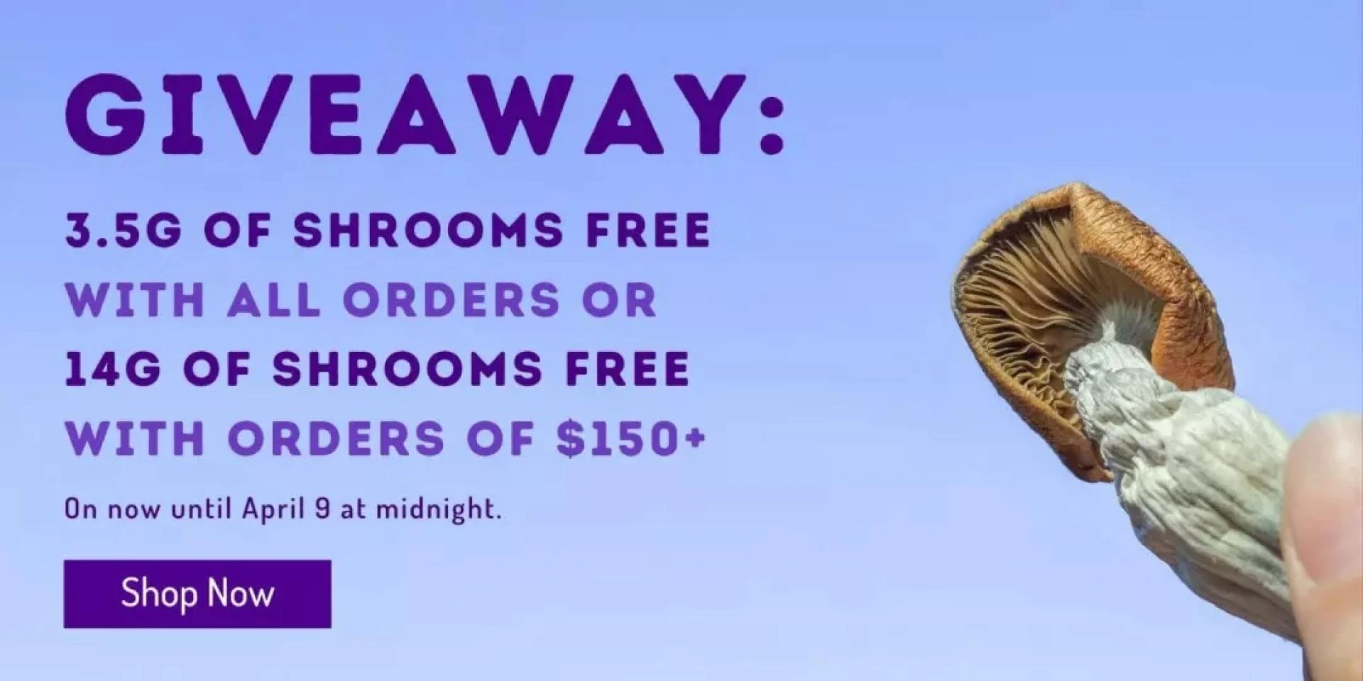 Convenient and Effective: Mushroom Capsules for Your Health and Wellness