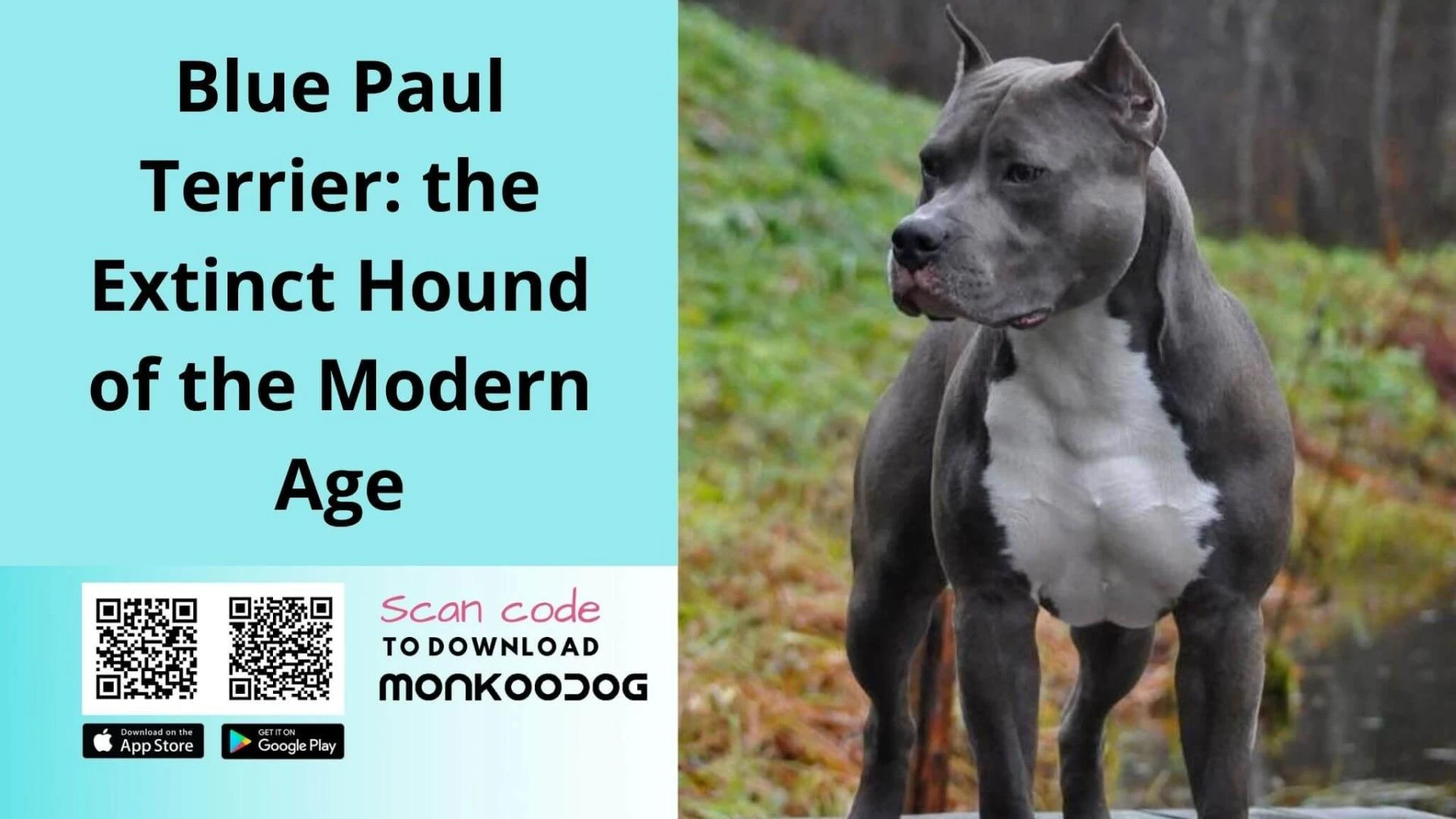 Blue Paul Terrier: the Extinct Hound of the Modern Age