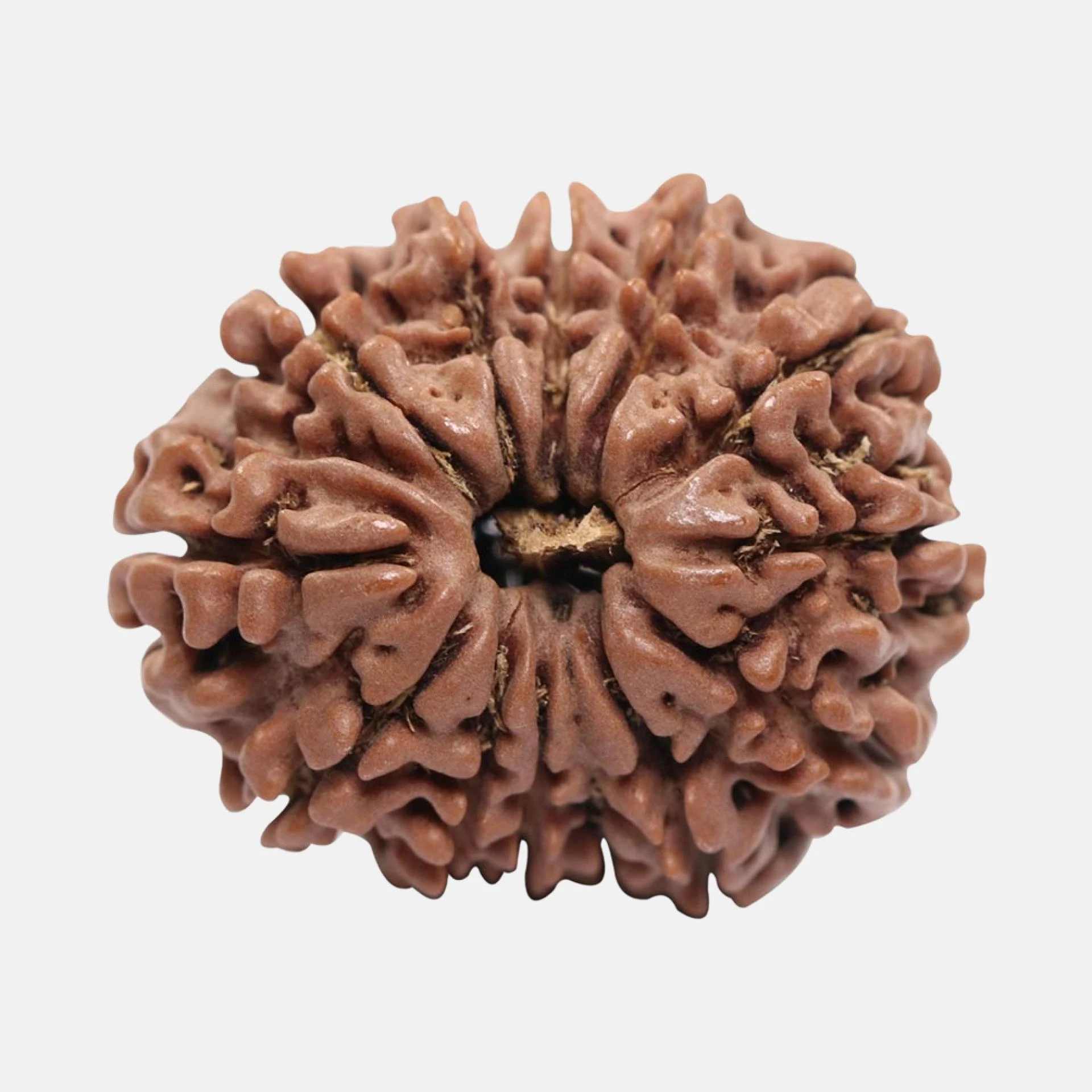 13 Mukhi Rudraksha Benefits And Its Importance