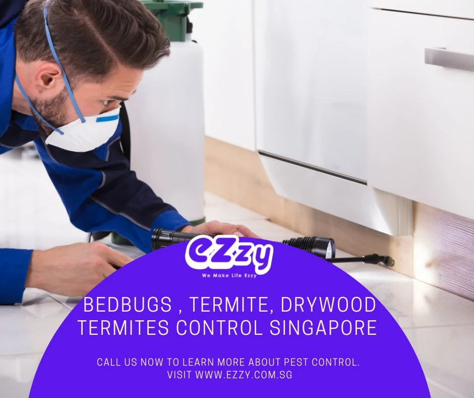 Bed Bugs Control &amp; Removal Services in Singapore