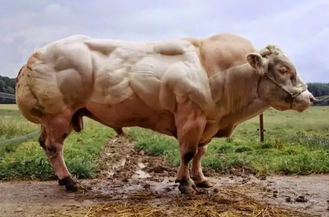 The Biggest Bulls in the World: Giants of the Bovine Realm