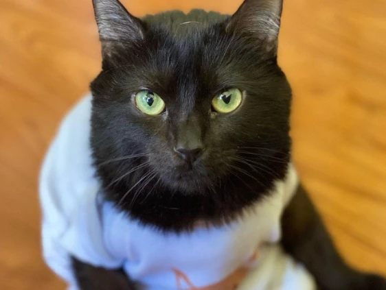 How to Become a Pet Influencer