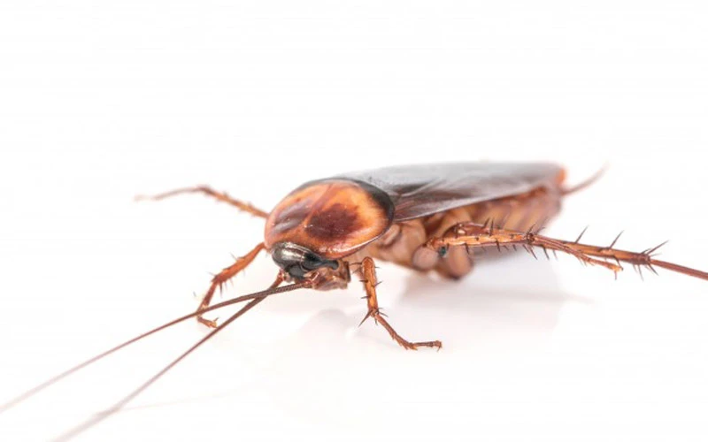 Ipis: Ano nga ba Ito at Paano Mo ‘to Kokontrahin?