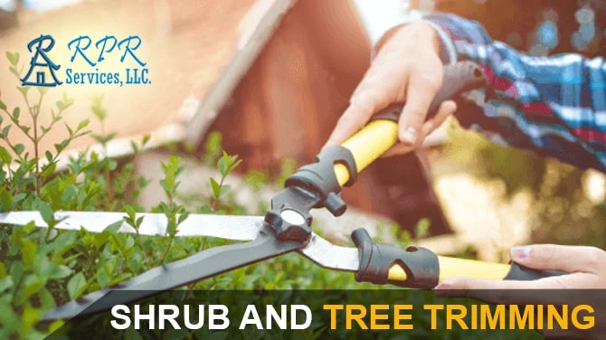 Why do Shrubs and Trees Need Trimming?