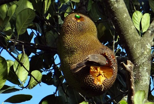 Jackfruit Market Size Advanced Technologies &amp; Growth Opportunities in Global Industry By 2030