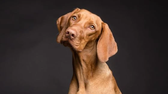 20 Dog Breeds That Don't Shed (Much)