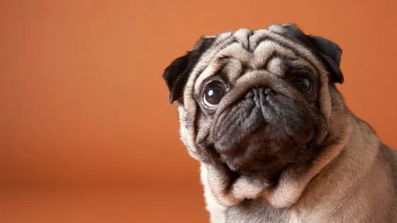 8 Tips for Throwing the Best Dog Friendly Super Bowl Party