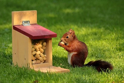 Peanut Industries key-Players, Revenue, Emerging-Trends, Business-Strategy