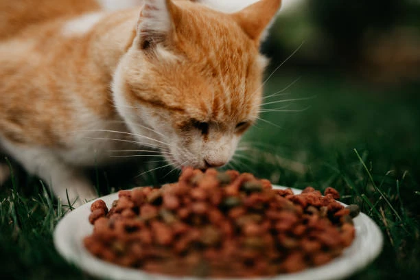 Pet Care Products Market Product Development Plans – Competitive Landscape and Forecast Period