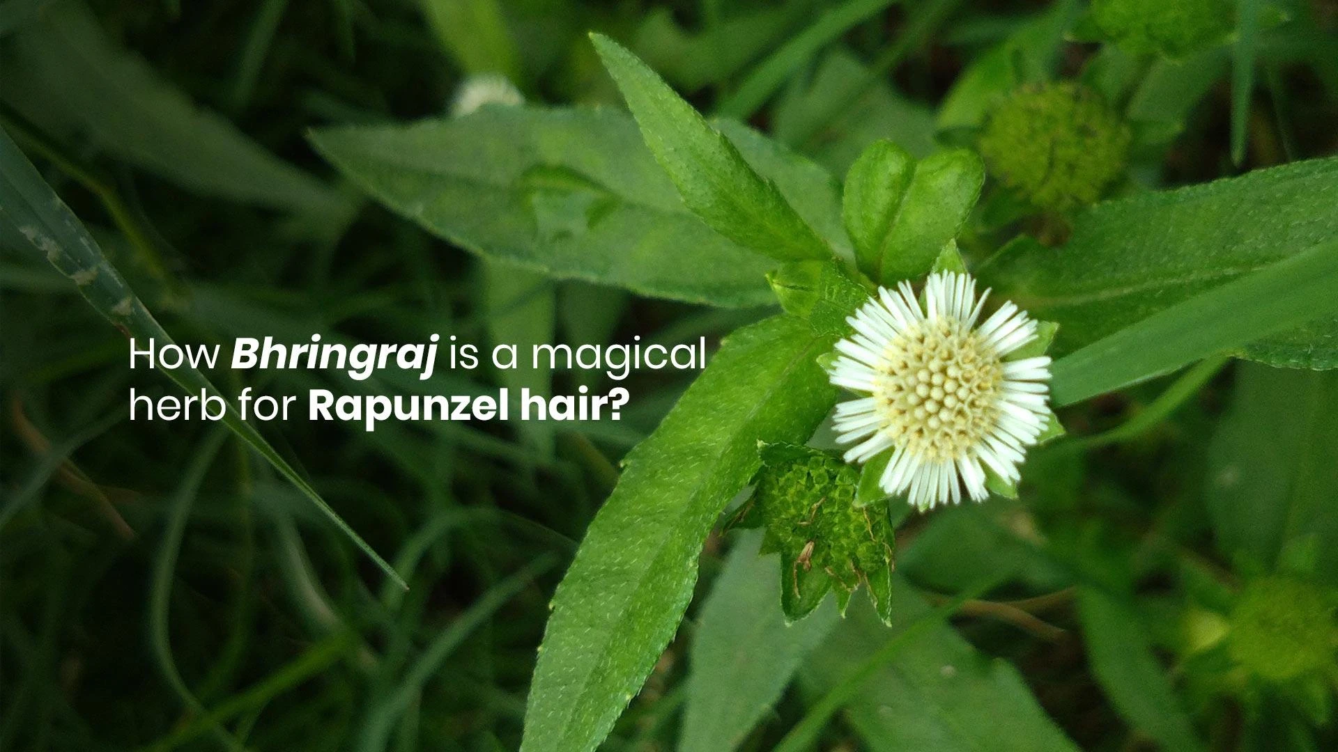 How Bhringraj is a magical herb for Rapunzel hair?