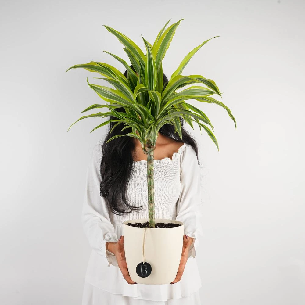 Choosing Green: A Guide on How to Choose the Perfect Houseplant