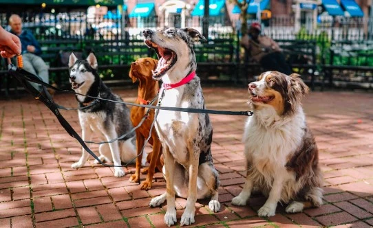 Exploring the Dynamics of the Pet Market Trends, and Growth Drivers