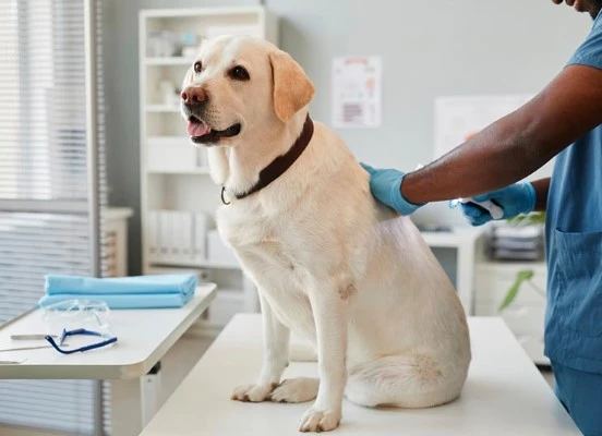 Exploring Insights of the Animal Health Market, Growth and Future Forecast