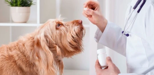 Navigating the Landscape of the Animal Care Market Share, Growth and Forecast