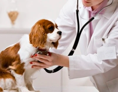 Explore the Dynamics of the Animal Health Market Growth and Outlook