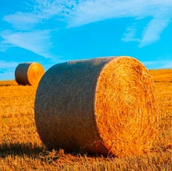 A Comprehensive Exploration of the Net Wrap Market growth, share and forecast