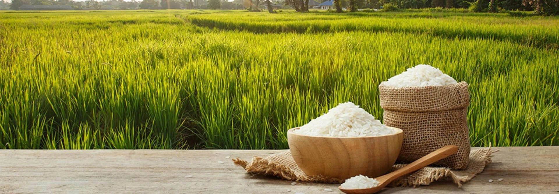 Top 10 Best Long grain Premium Quality Basmati Rice in Pakistan