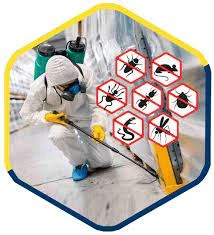 The Best Pest Control Services in Dubai