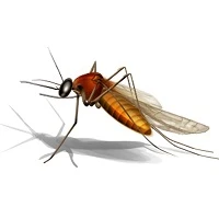 Pest Control Services in Malad- Sadguru Pest Control