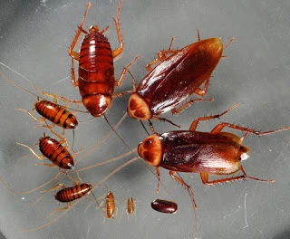 Pest Control Services in Mumbai | Pest Control in Mumbai