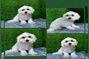 Find Experienced Maltipoo Breeders For Your Maltese-poodle Mix Puppy