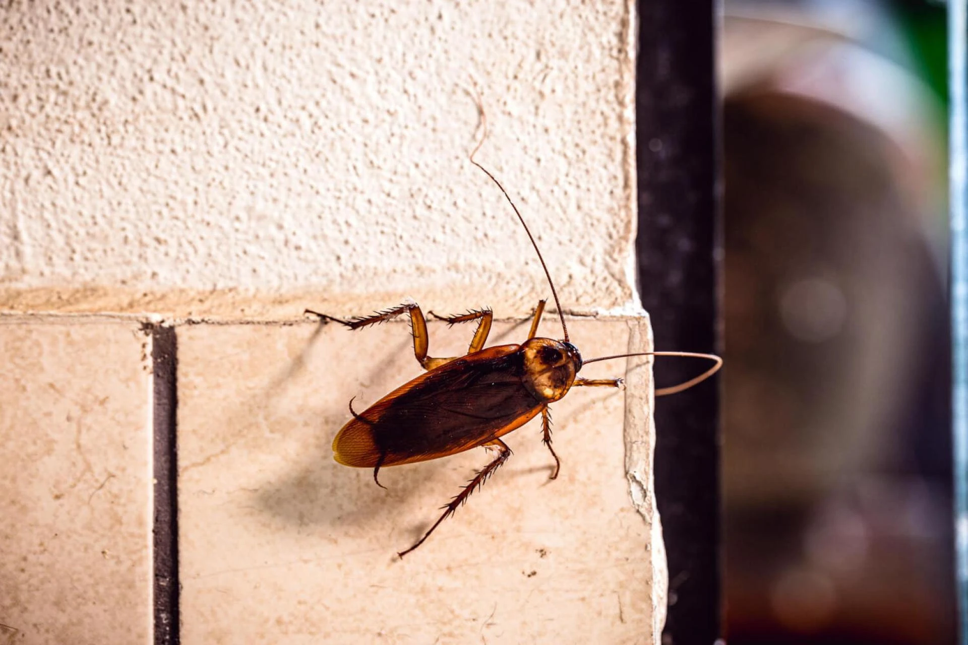 Reasons Why Cockroach All Around The Home &amp; How to Keep Them Away?