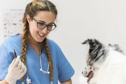 Myths and Facts About Dog Booster Vaccinations