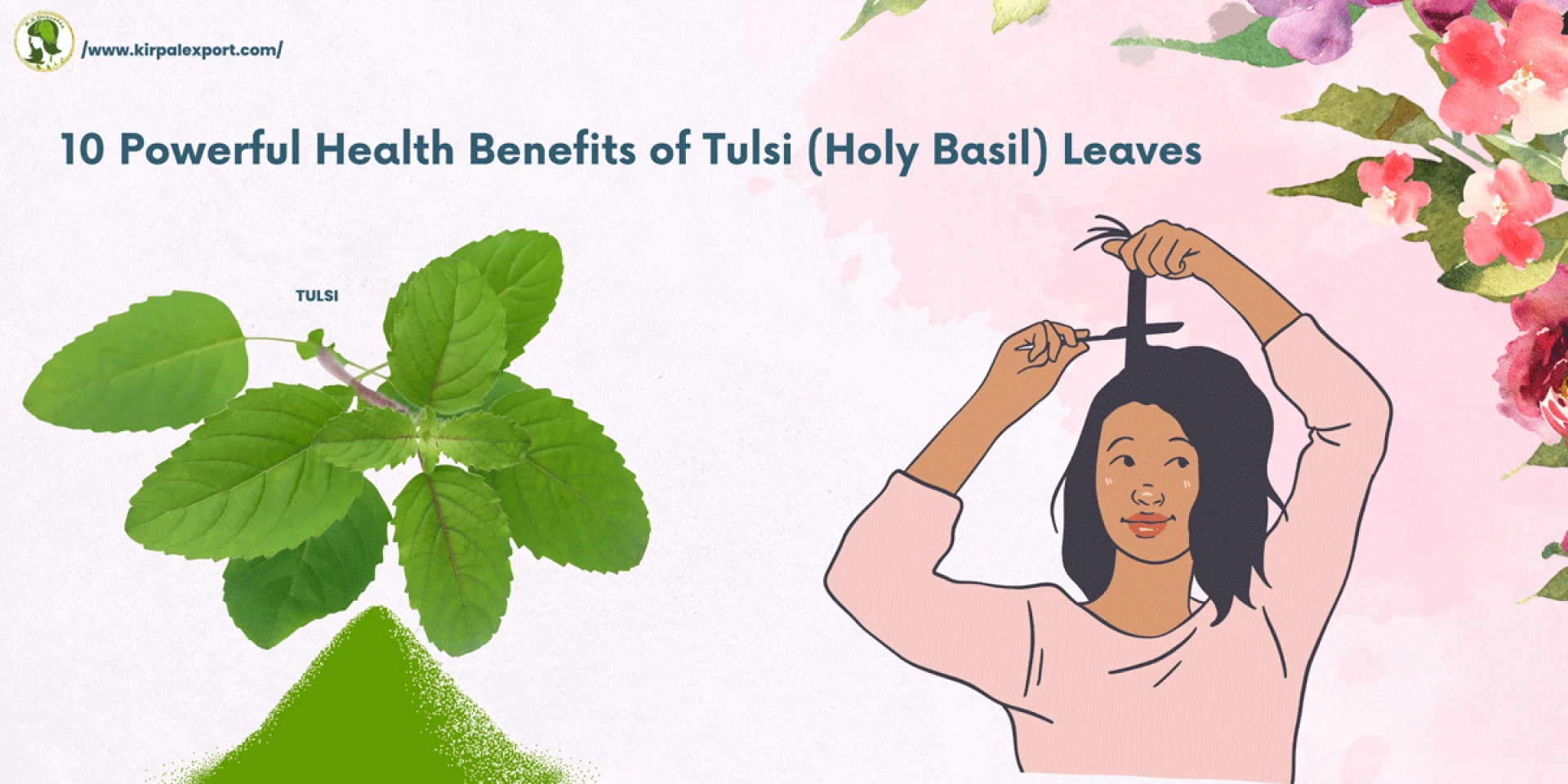 10 Powerful Health Benefits of Tulsi (Holy Basil) Leaves