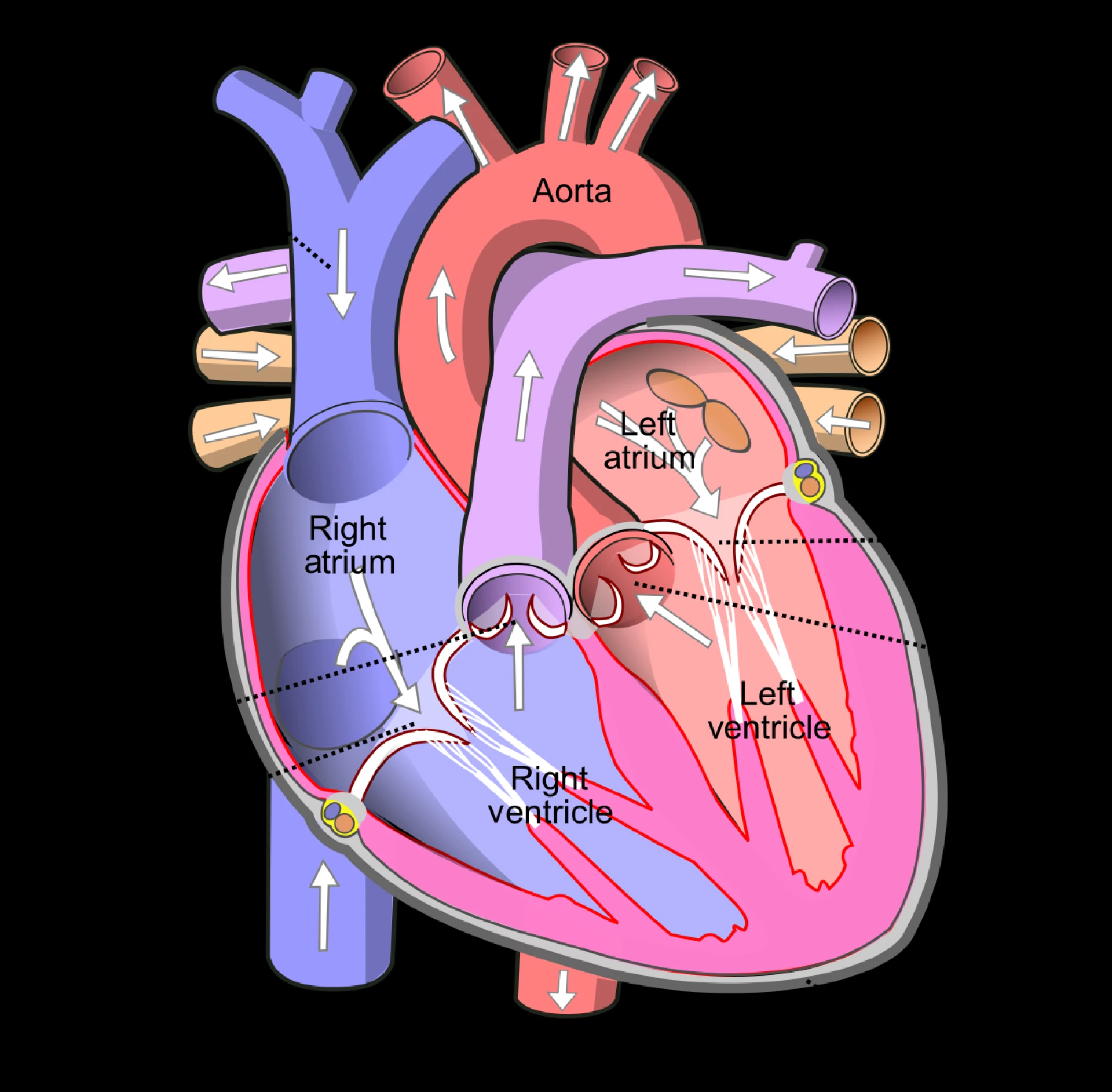 List of Top 7 best Cardiologists in India