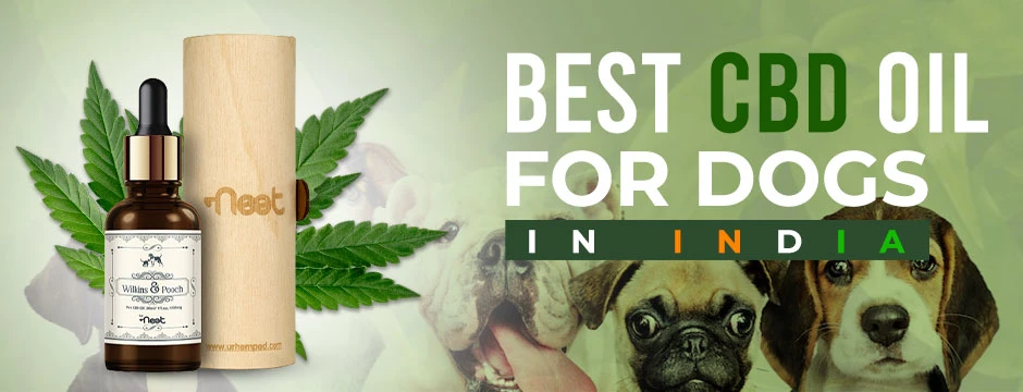 7 Benefits of CBD For Dogs You Should Know About