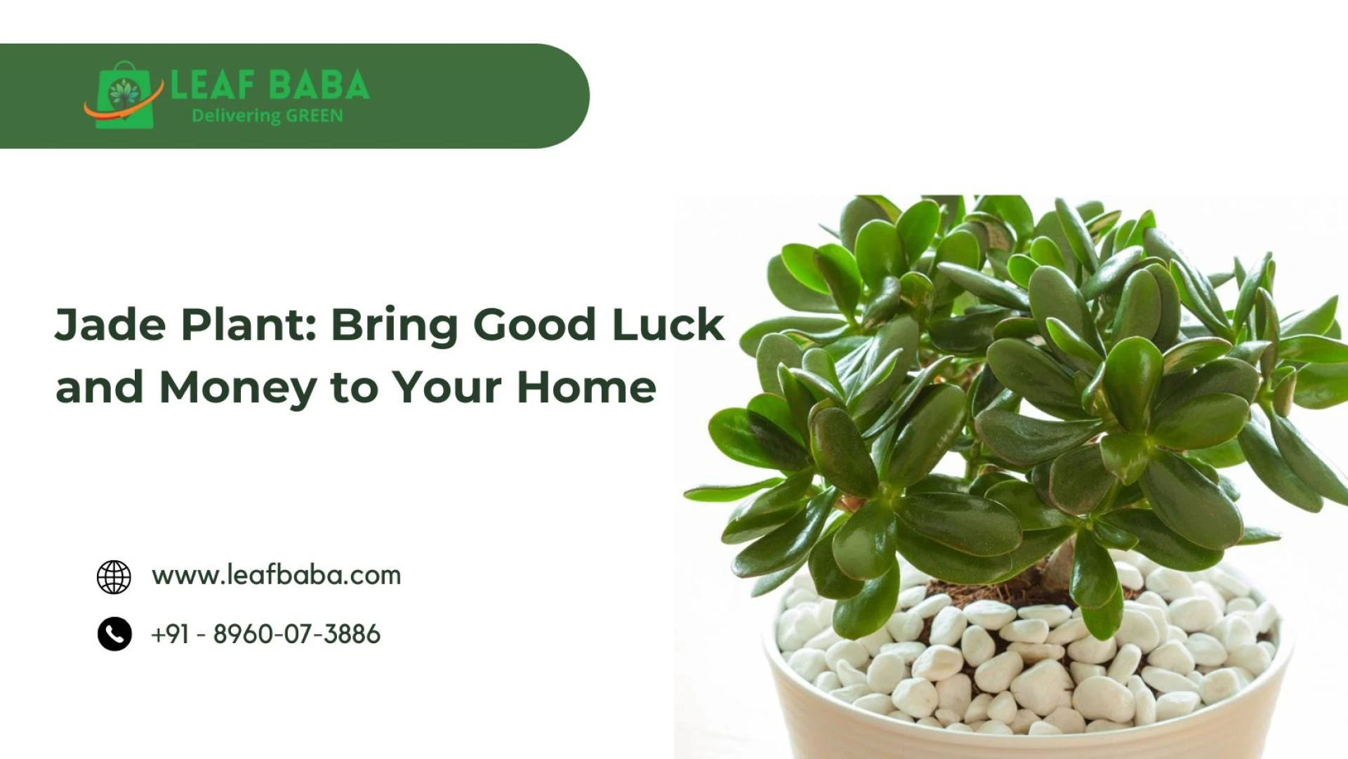 Jade Plant: Bring Good Luck and Money to Your Home