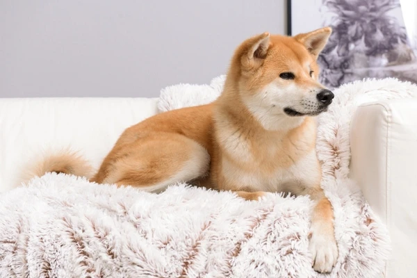 The Benefits of Hiring a Dog Sitter Near Me for Your Furry Friend