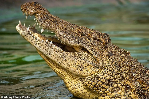 Scientists Discover How Crocodiles Survived the Biggest Asteroid Strike