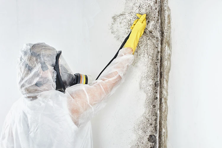Why Mold Testing is important for home buyers and homeowners