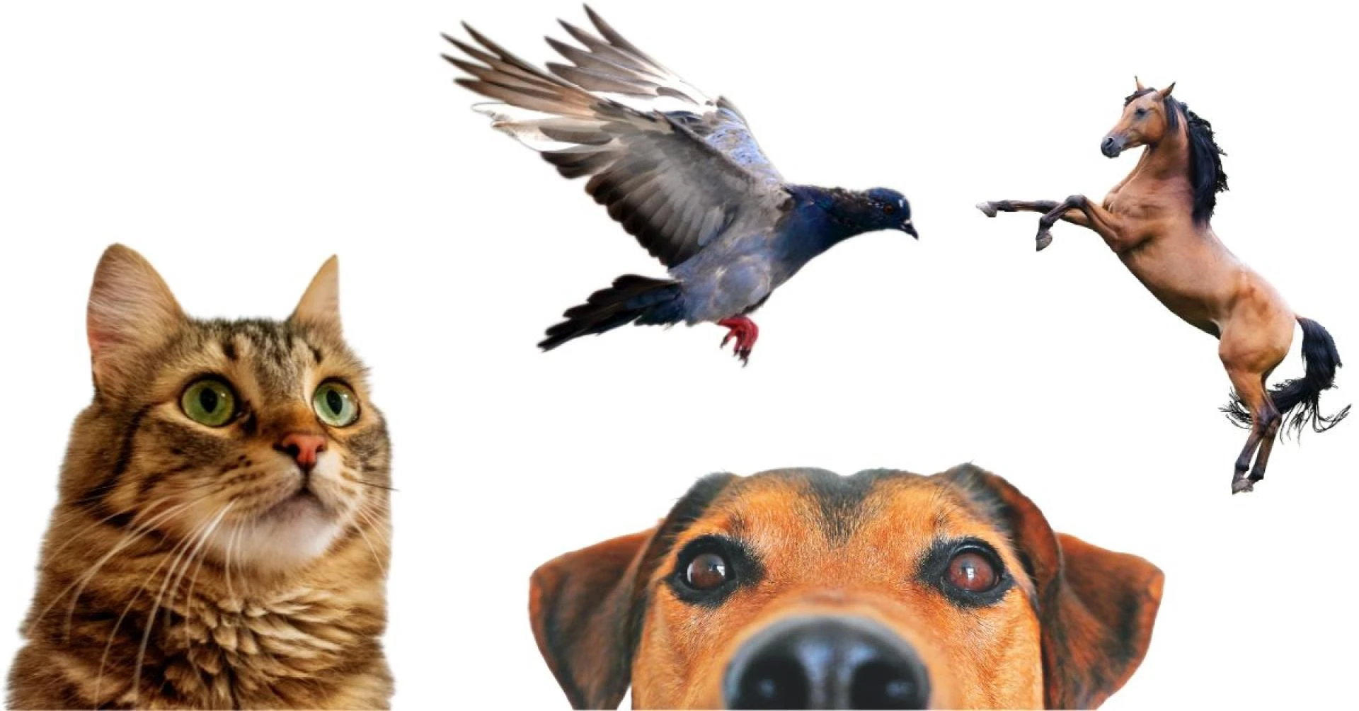 Boosting Pet Health: A Comprehensive Guide to Supplements for Horses, Dogs, Cats, and Pigeons