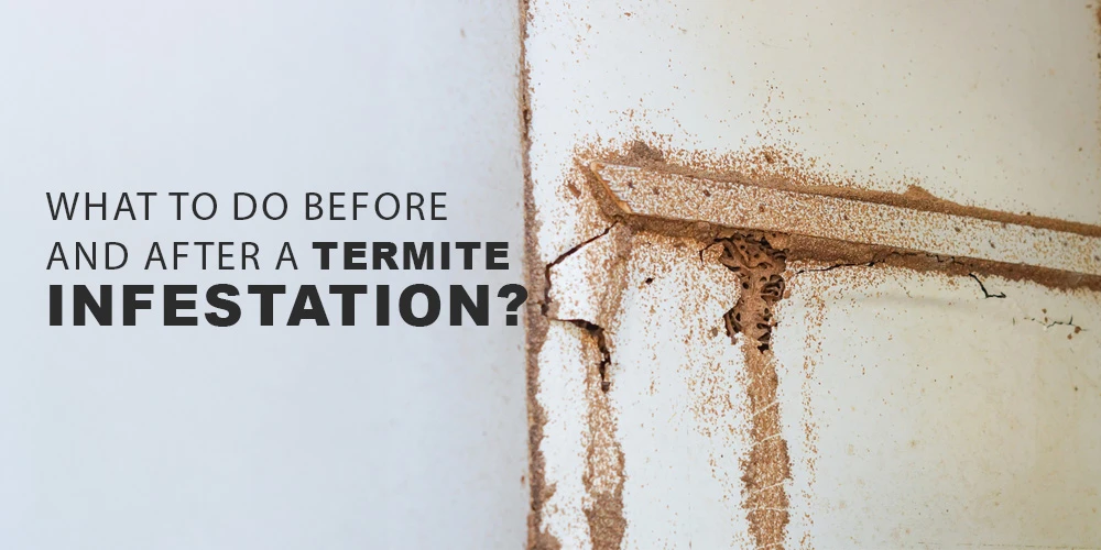 What to Do Before and After a Termite Infestation?