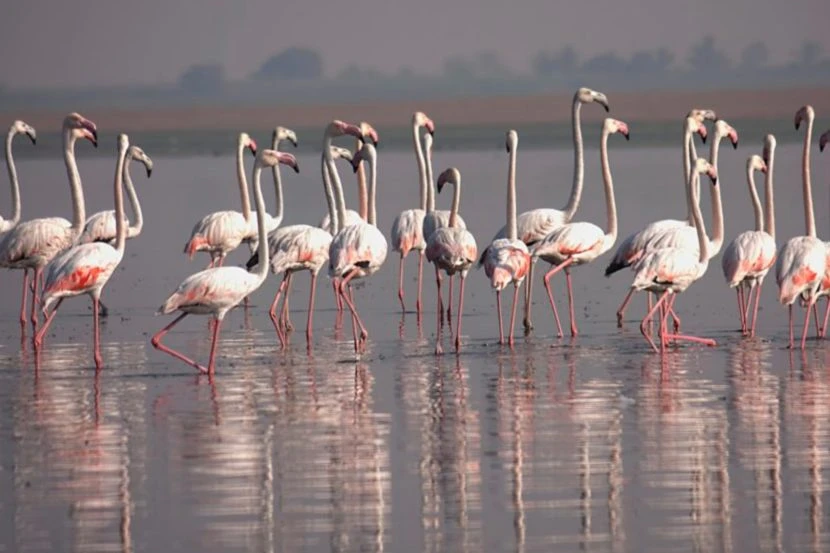 Bhigwan Bird Sanctuary-Birdwatching, Boating and Camping in Nature |