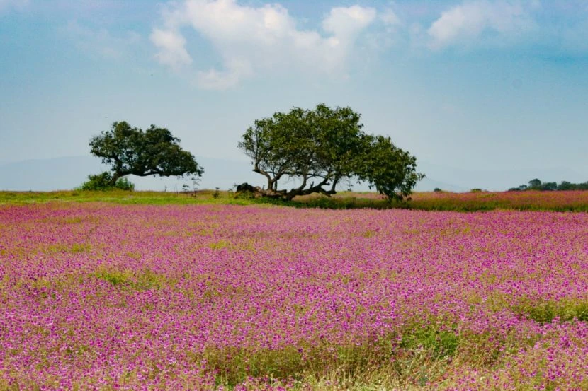 Kas Pathar or Kaas Plateau - Valley of Flowers in the Western Ghats |