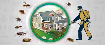 The Top 5 Pests Commonly Found in Toronto and How Pest Control Toronto Can Help