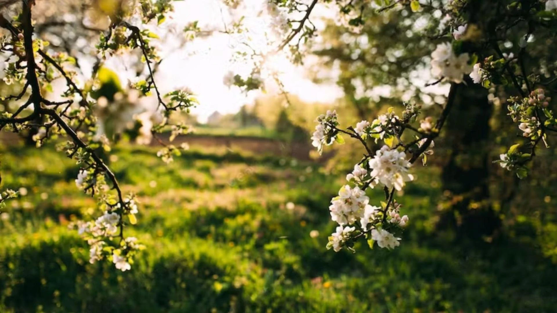 Top 5 Must-Attend Events Coming to Downtown Houston