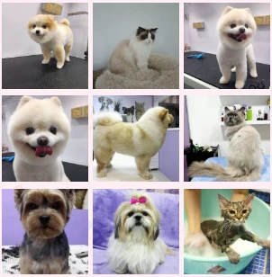 From Dirty to Dapper: Get Top Pets Grooming in Abu Dhabi.